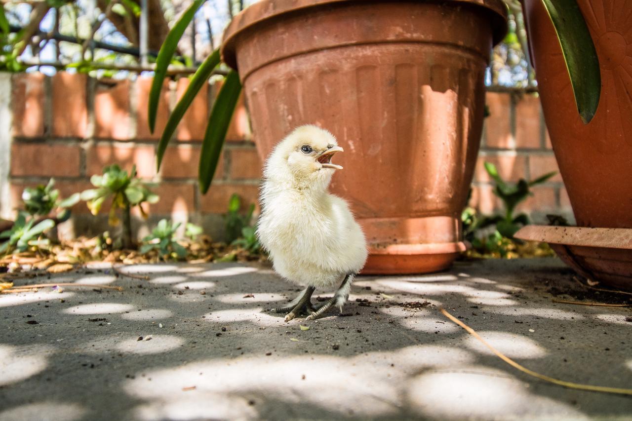 Il Gallo Con Gli Stivali Termoli Dış mekan fotoğraf