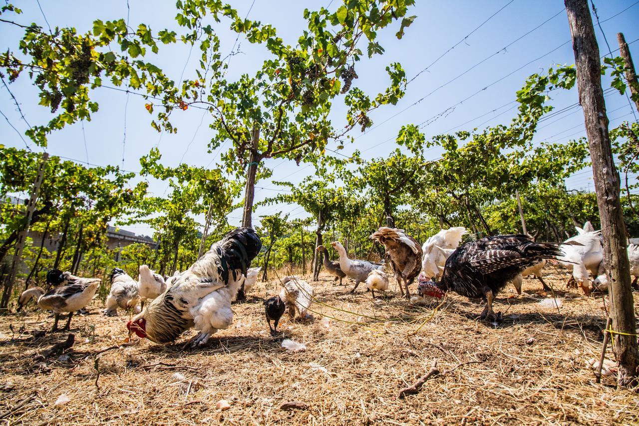 Il Gallo Con Gli Stivali Termoli Dış mekan fotoğraf