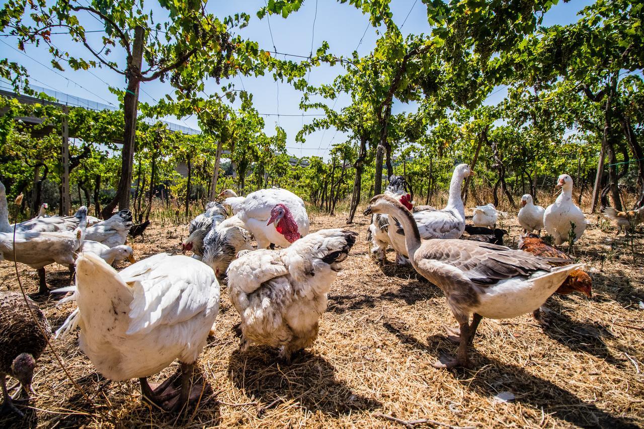 Il Gallo Con Gli Stivali Termoli Dış mekan fotoğraf