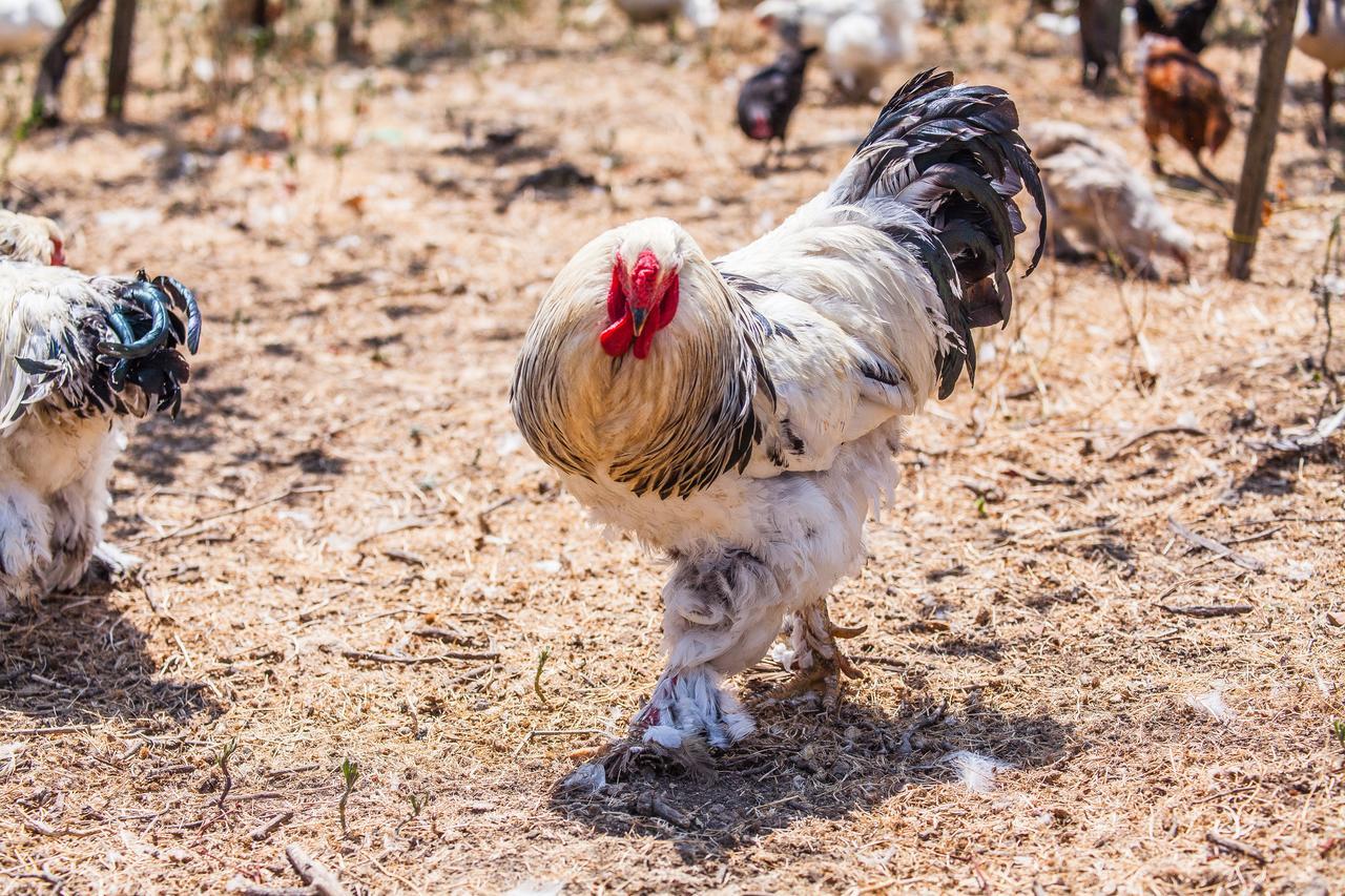 Il Gallo Con Gli Stivali Termoli Dış mekan fotoğraf