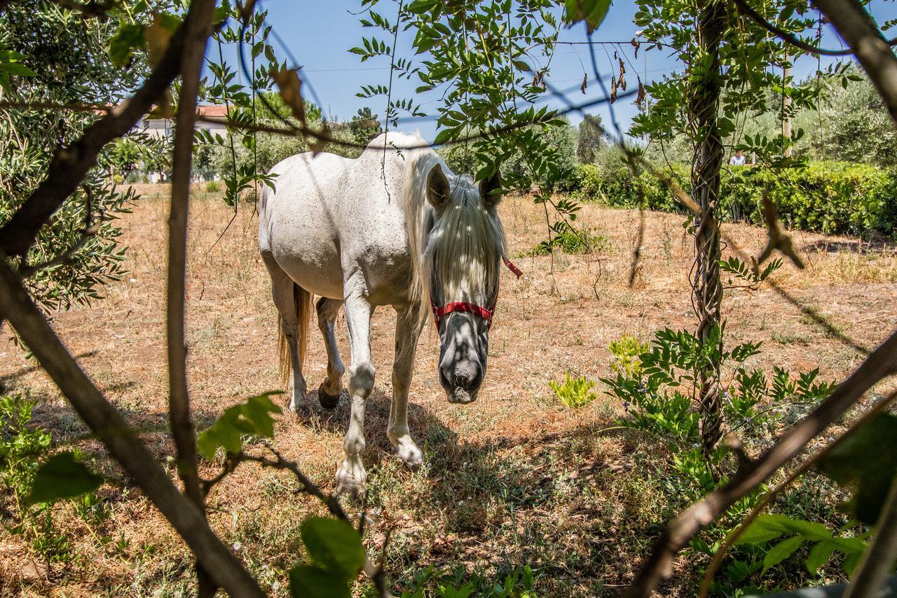 Il Gallo Con Gli Stivali Termoli Dış mekan fotoğraf