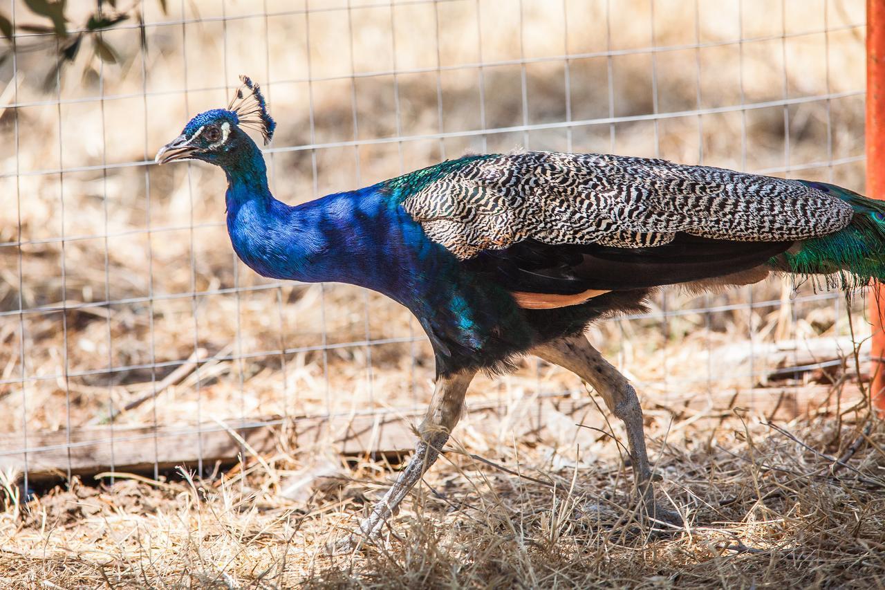 Il Gallo Con Gli Stivali Termoli Dış mekan fotoğraf