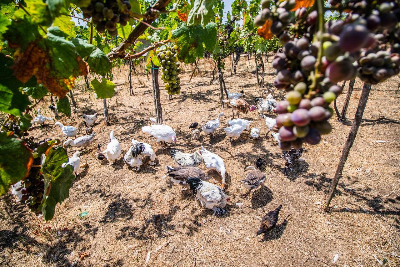 Il Gallo Con Gli Stivali Termoli Dış mekan fotoğraf