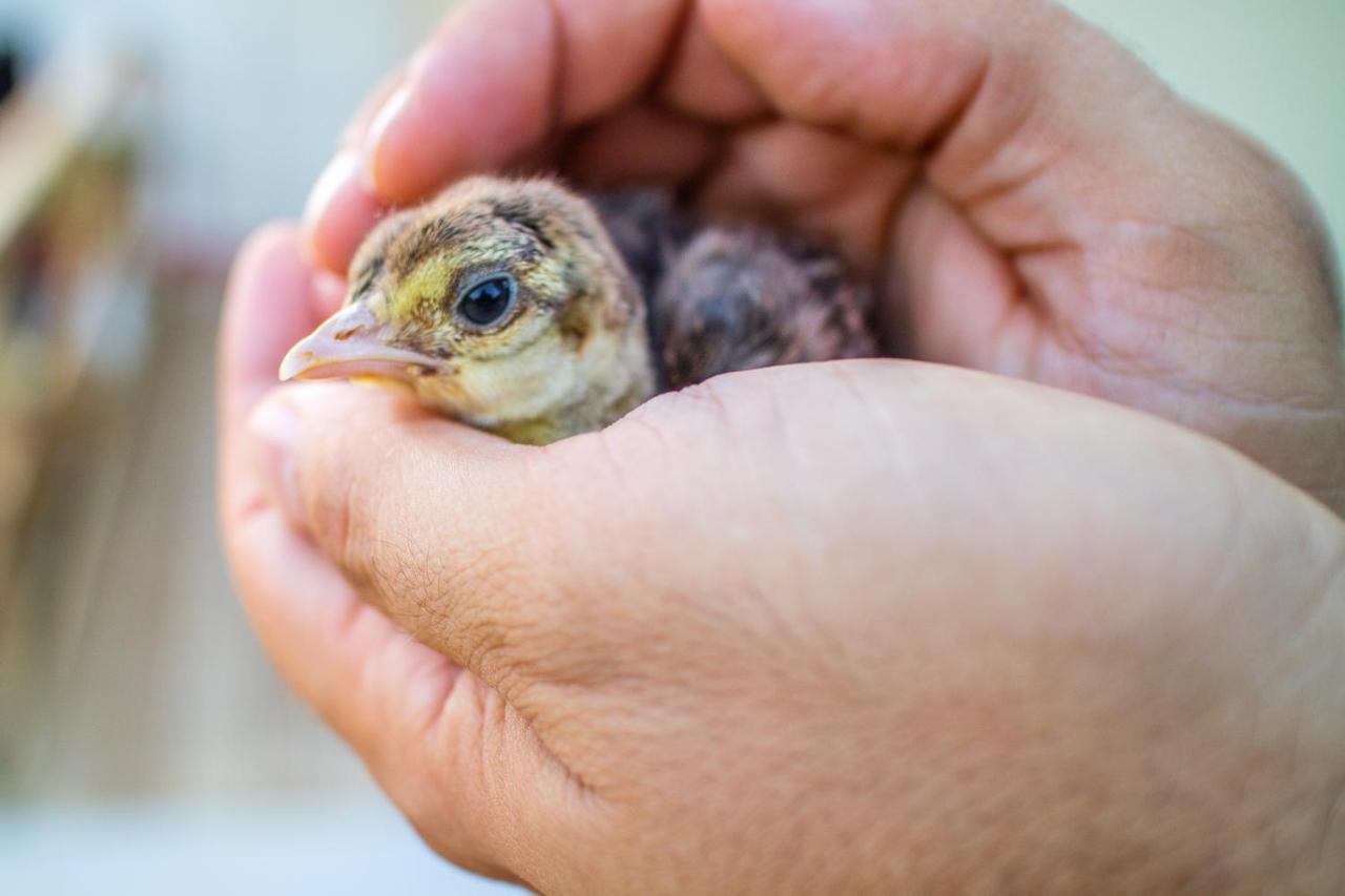 Il Gallo Con Gli Stivali Termoli Dış mekan fotoğraf
