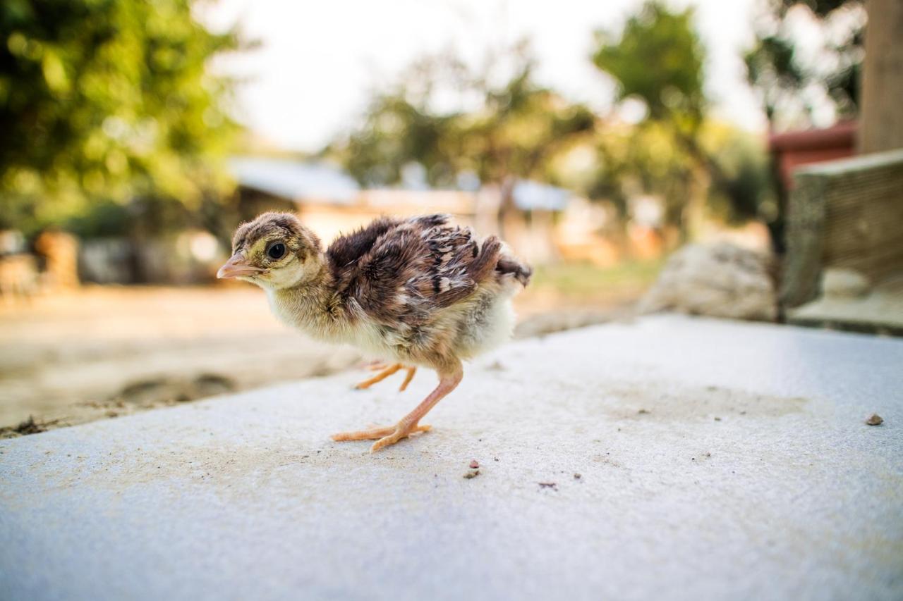 Il Gallo Con Gli Stivali Termoli Dış mekan fotoğraf