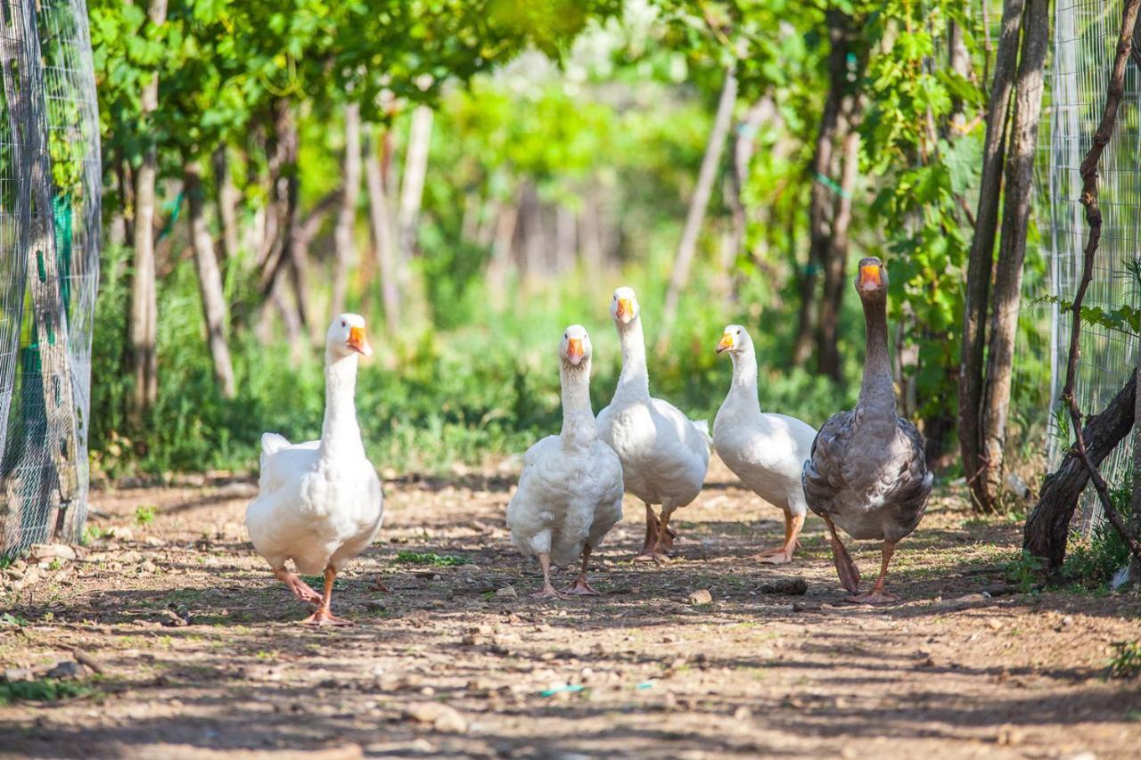 Il Gallo Con Gli Stivali Termoli Dış mekan fotoğraf