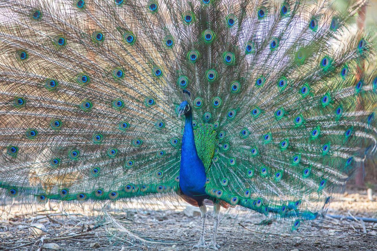 Il Gallo Con Gli Stivali Termoli Dış mekan fotoğraf