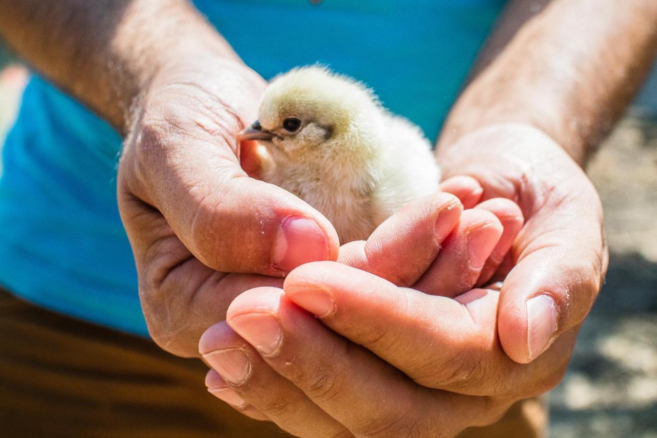 Il Gallo Con Gli Stivali Termoli Dış mekan fotoğraf