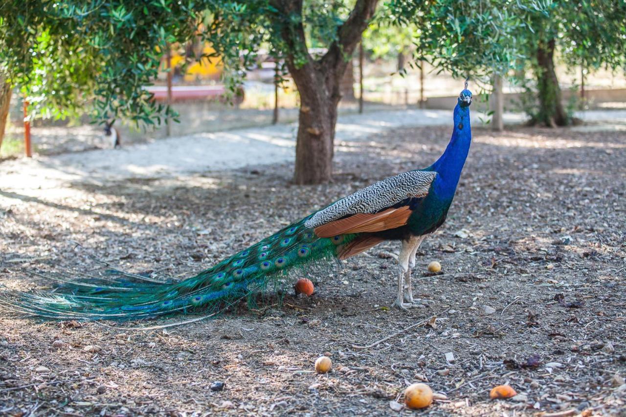 Il Gallo Con Gli Stivali Termoli Dış mekan fotoğraf
