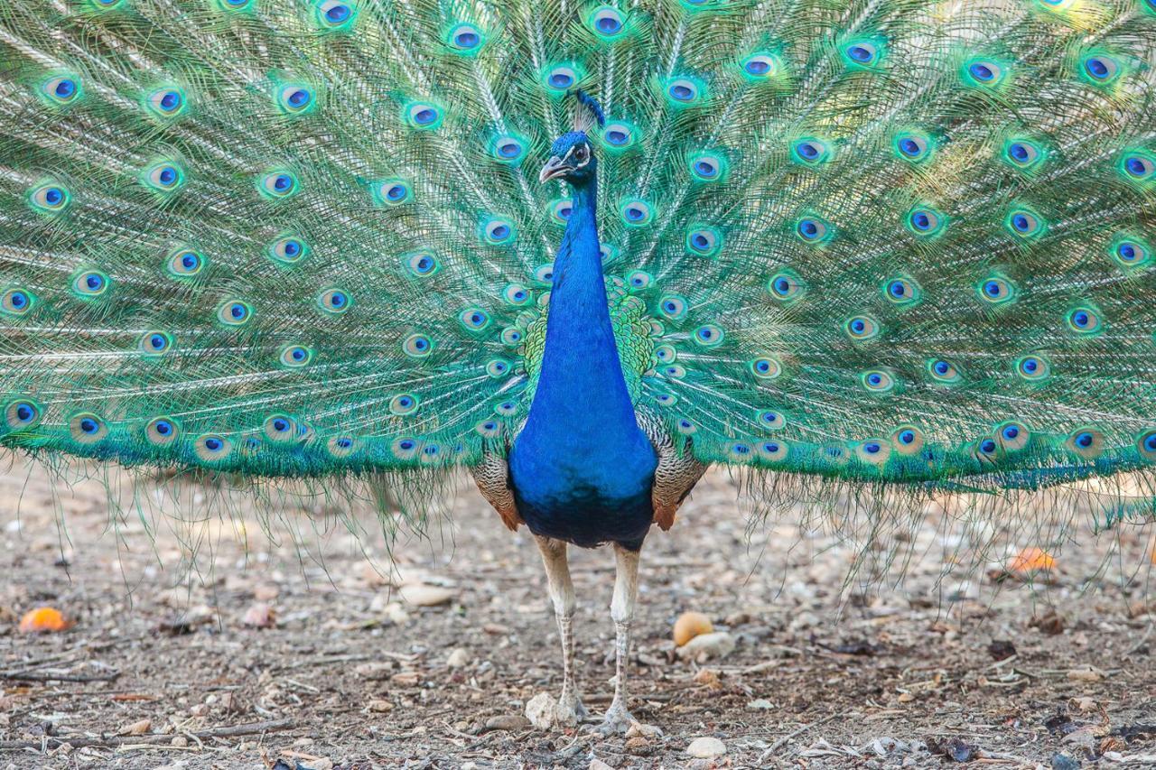 Il Gallo Con Gli Stivali Termoli Dış mekan fotoğraf