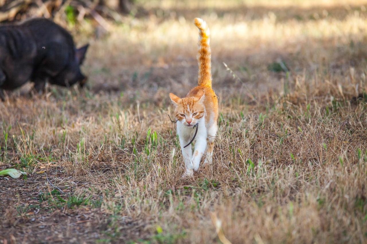 Il Gallo Con Gli Stivali Termoli Dış mekan fotoğraf