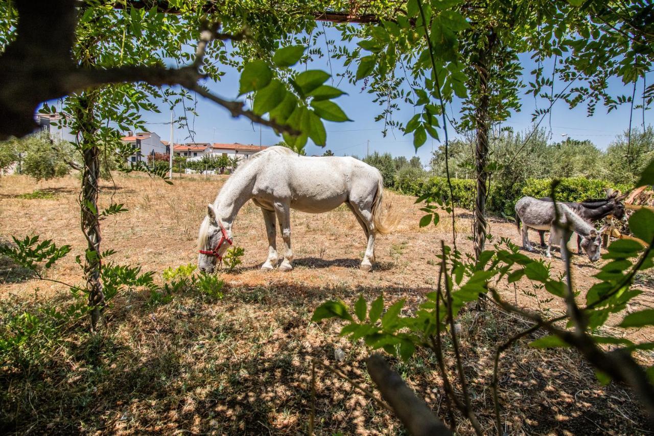 Il Gallo Con Gli Stivali Termoli Dış mekan fotoğraf