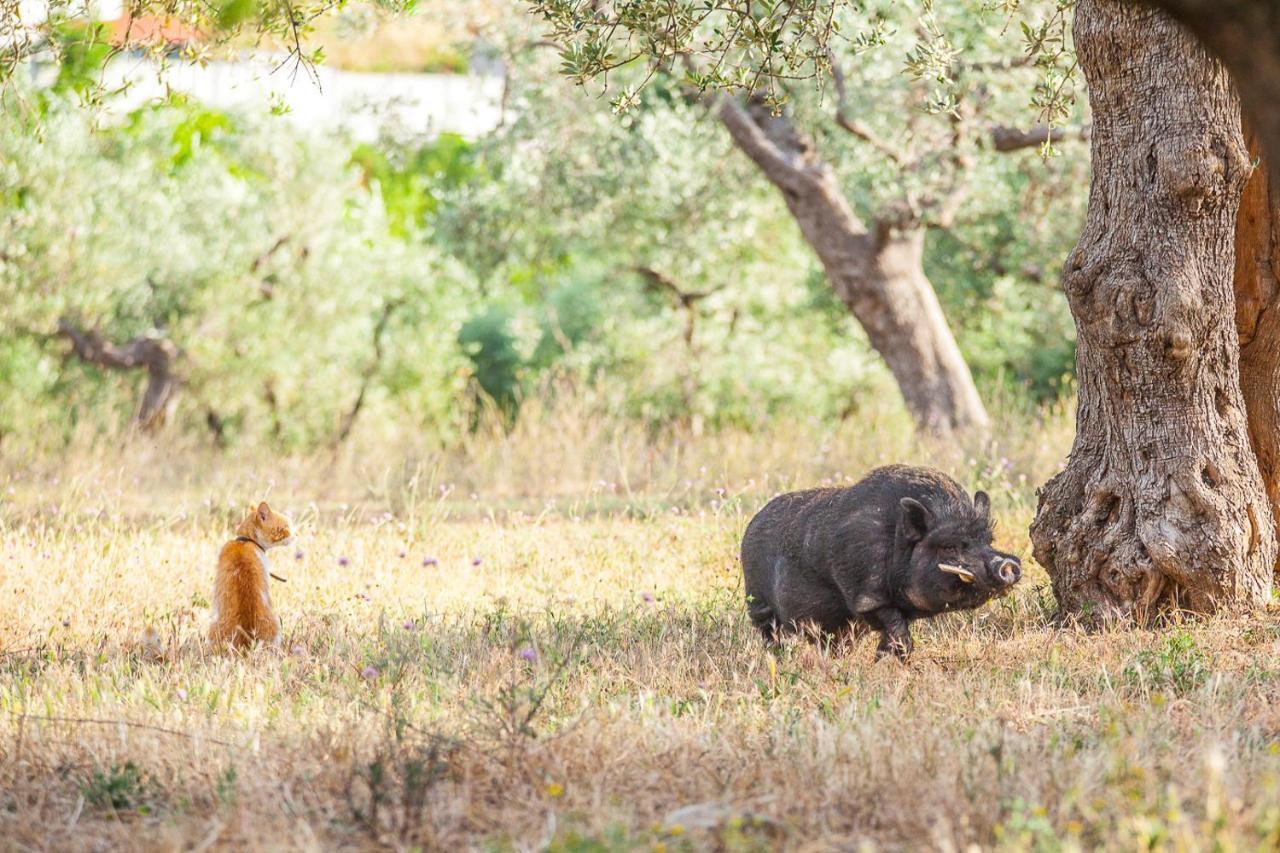 Il Gallo Con Gli Stivali Termoli Dış mekan fotoğraf